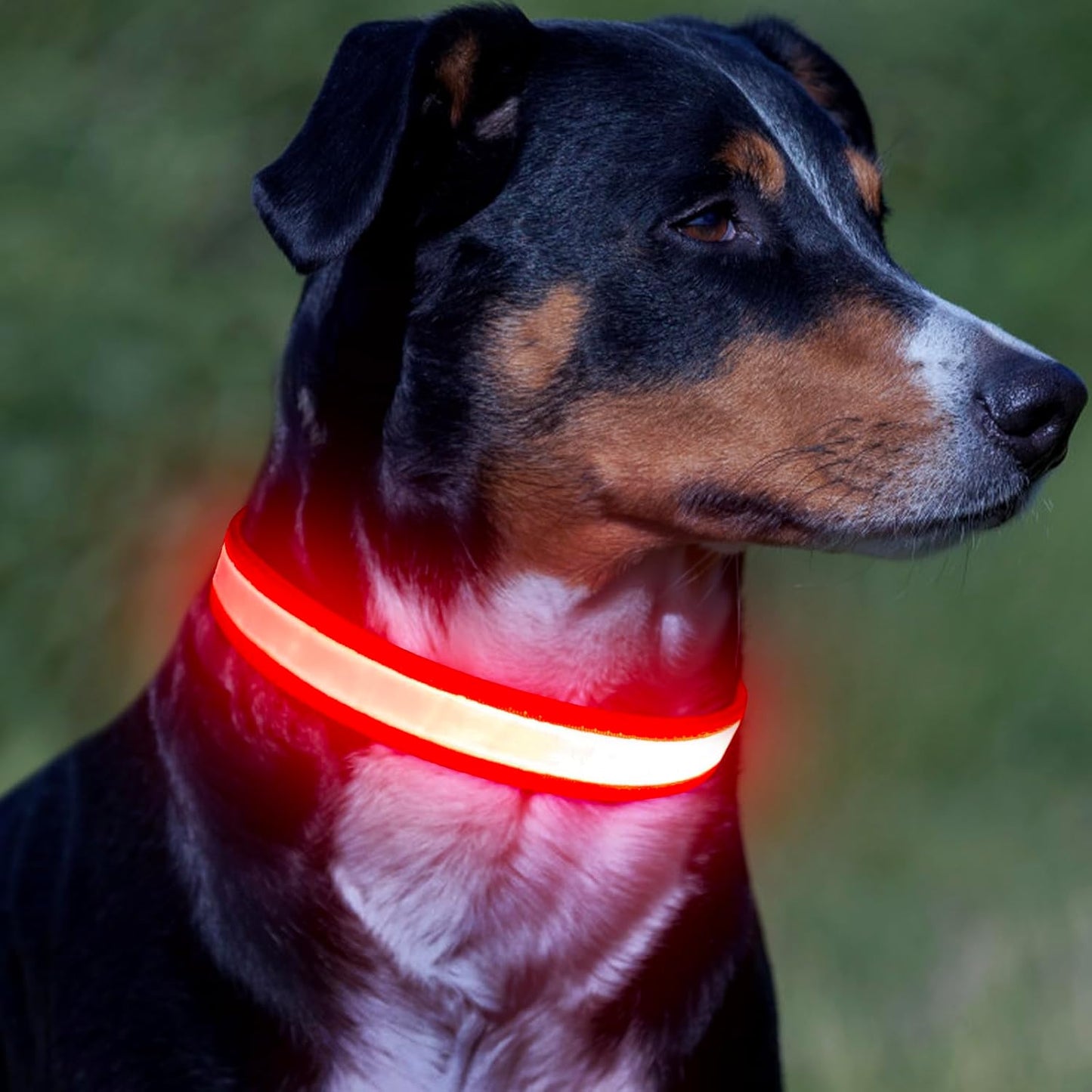 Adjustable USB Rechargeable LED Dog Collar with Super Bright Safety Light - Medium Size, Red